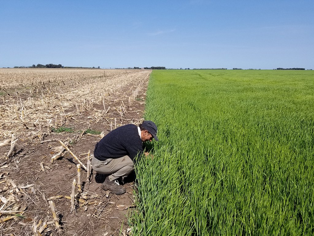 Grupo_LosGrobo's tweet photo. #CEBADA 18/19: ¿Planificando tu campaña? Brindamos soluciones integrales a través de nuestros servicios agropecuarios para la producción de alimentos. Envianos tus datos y nos pondremos en contacto 👉https://t.co/j24fh0NryF https://t.co/0SH4VOTm33