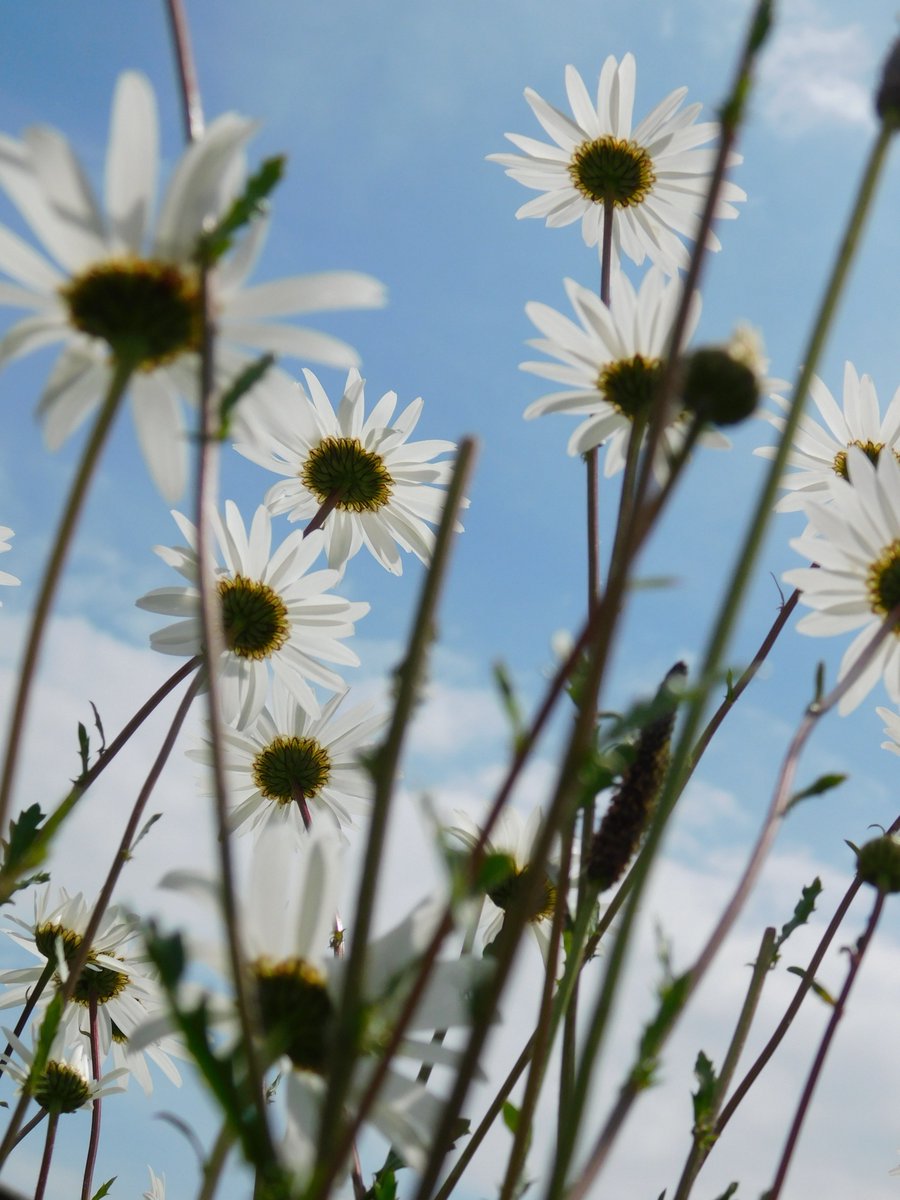 parisnme2016's tweet photo. @peter_levy  i was down at east park today - hope you like these large daisies x it was such a beautiful day today x https://t.co/zK7NIyn3s3