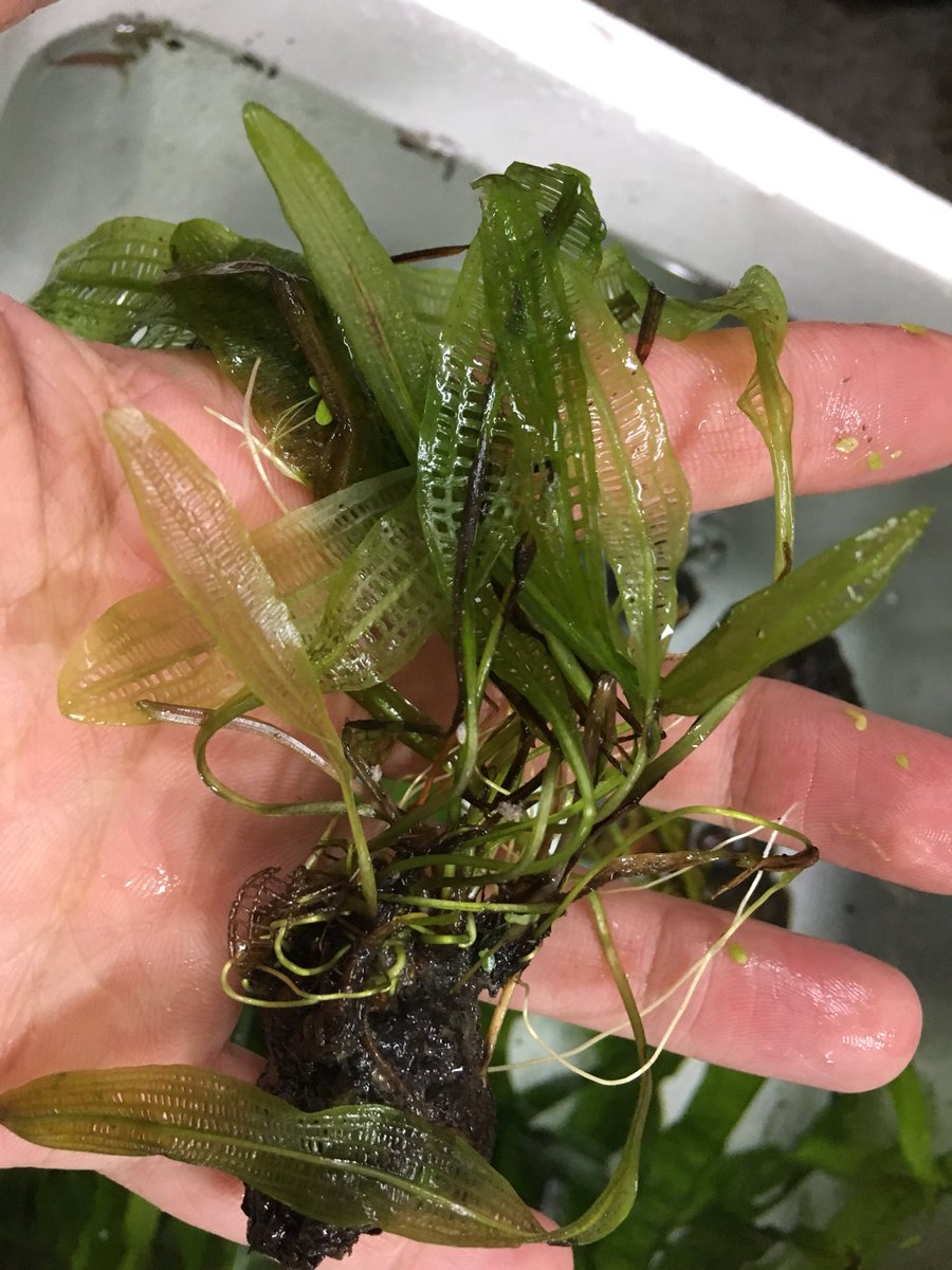 ユニアク Adaら部 Auf Twitter イモ 球根系水草イロイロ入荷しました 育成は超簡単で放り込んでおけばok 逆に環境が良過ぎると巨大化し過ぎて手に負えなくなるので注意してください