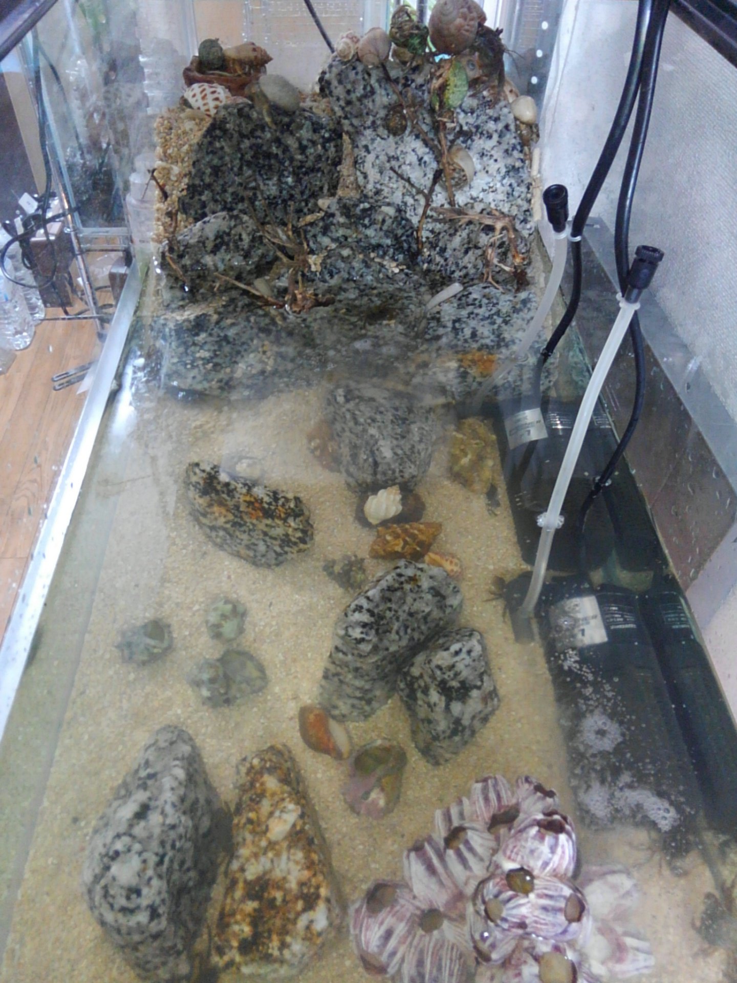 けんいち ペット オカヤドカリとカニの水槽は海水が2 3に増やした 陸地を減らした分は木とかを置いて 出来るだけ上に登れるようにする予定 O O O けんいち ペット オカヤドカリとカニの水槽は海水が2 3に増やした 陸地を減らした分は木とかを置いて 出来るだけ上に登れるようにする予定 O O O