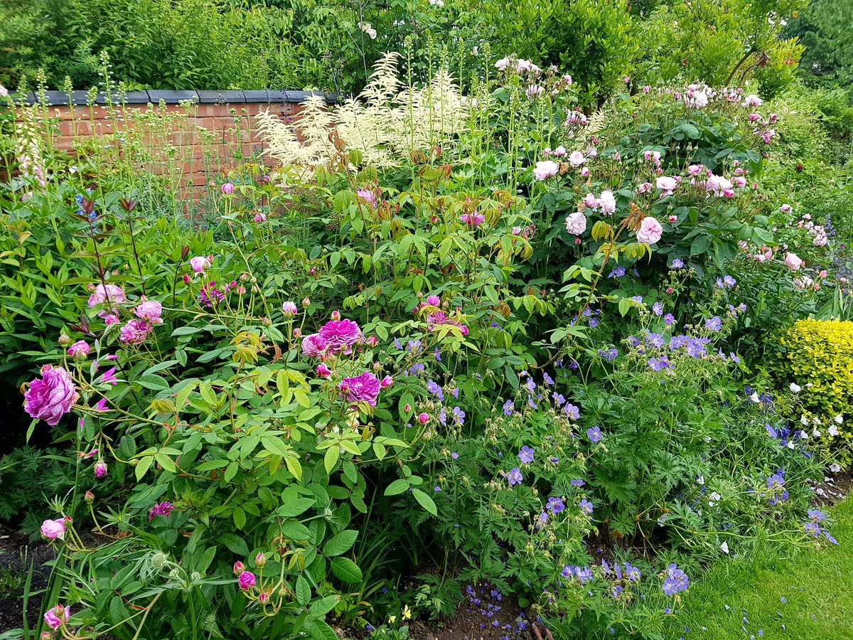 LMElliottPhoto's tweet photo. My mother's pride and joy - aged (a young) 80 and still gardening every day #SummerGardenDays @The_RHS https://t.co/8Wck0ceyPY