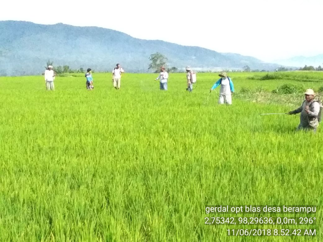 FKTHLPOPTSUMUT's tweet photo. GERDAL OPT BLAS Ds. Berampu Kab. Pakpak Barat, SUMUT, THLTBPOPT Tetap Kerja meskipun libur tlah tiba @jokowi @Amran_Sulaiman1 @asmanabnur2016 @ditlin_tp @KSPgoid @onos_urono @riekediahp Tolong perhatikan Nasib kami, sdh 11thn Kontrak #SahkanRevisiUUASN https://t.co/LVfmezxQIE