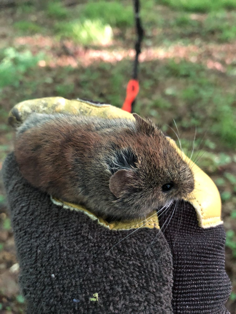 gsabrinus's tweet photo. 1st Southern Red-backed Vole of the season! A large reproductive male. We also caught a @NEON_sci Peromyscus. #UNDERC2018 @NDFieldEcology #smammals #fieldwork #stillbitey https://t.co/DMG9qKRiP2