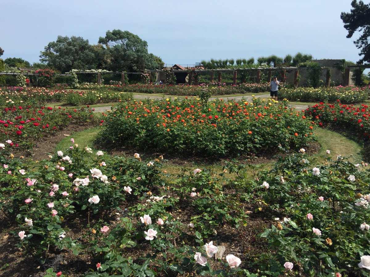 Well done <a href="/portsmouthtoday/">Portsmouth City Council</a> have kept this lovely part of southsea lush! #rosegardens #southsea #portsmouth #goodwork #welldone #picoftheday