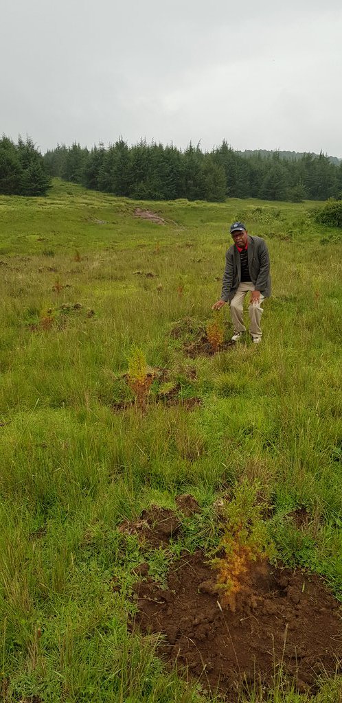 Monitoring the trees planted by <a href="/CropLifeKenya/">aak-GROW/CropLife Kenya</a> in April in Likia Forest. The survival rate is impressive. Need protection from grazing <a href="/kwabwire/">Evelyn</a> <a href="/AmuyunzuP/">Patrick amuyunzu</a> <a href="/Environment_Ke/">Ministry of Environment, Climate Change & Forestry</a> <a href="/KeForestService/">Kenya Forest Service</a>
