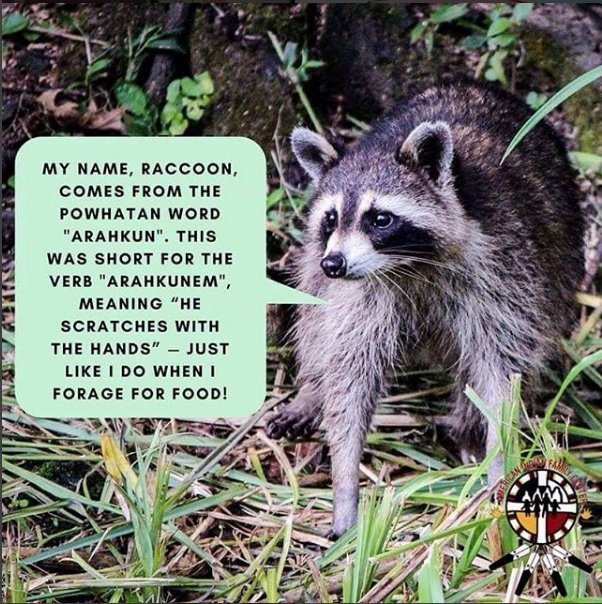 On honor of the #MPRRaccoon, here's a repost of ours from last year! 
#Indigenous #Raccoon #NativeLanguage #AmericanIndian
@TheStPaulRacco1