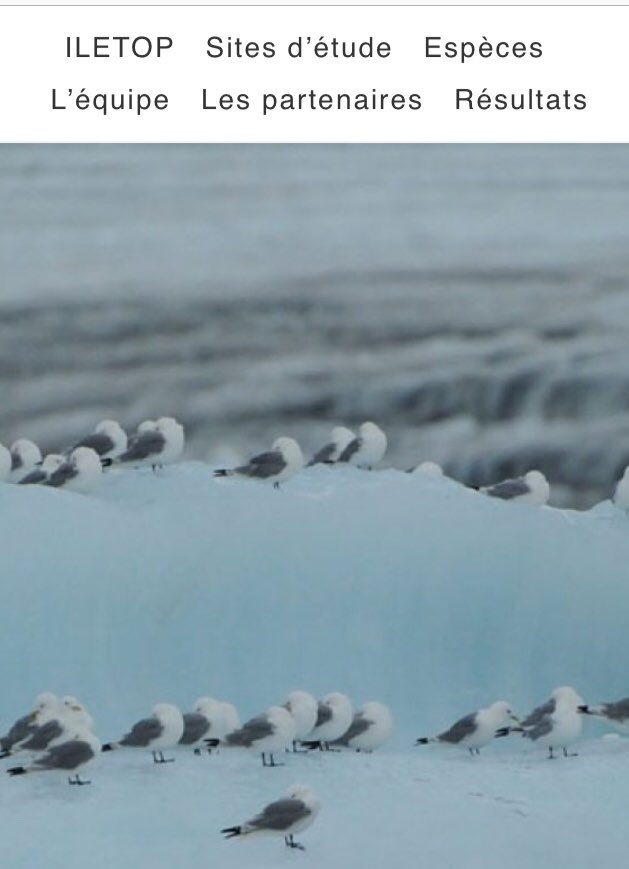 LIENSsCNRSULR's tweet photo. Lancement du site https://t.co/3vBDk0HUcP ILETOP : Impact des polluants historiques et émergents sur les prédateurs supérieurs marins de l'Arctique @LIENSsCNRSULR #umrcebc @UnivLaRochelle @DR08_CNRS #umrcefe #umrepoc @univbordeaux @EGU_BioGeo https://t.co/xPLQbj9weB