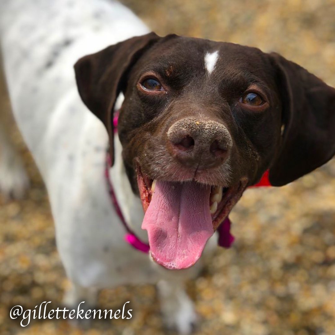 Gillette Kennels (gillettekennel) Twitter