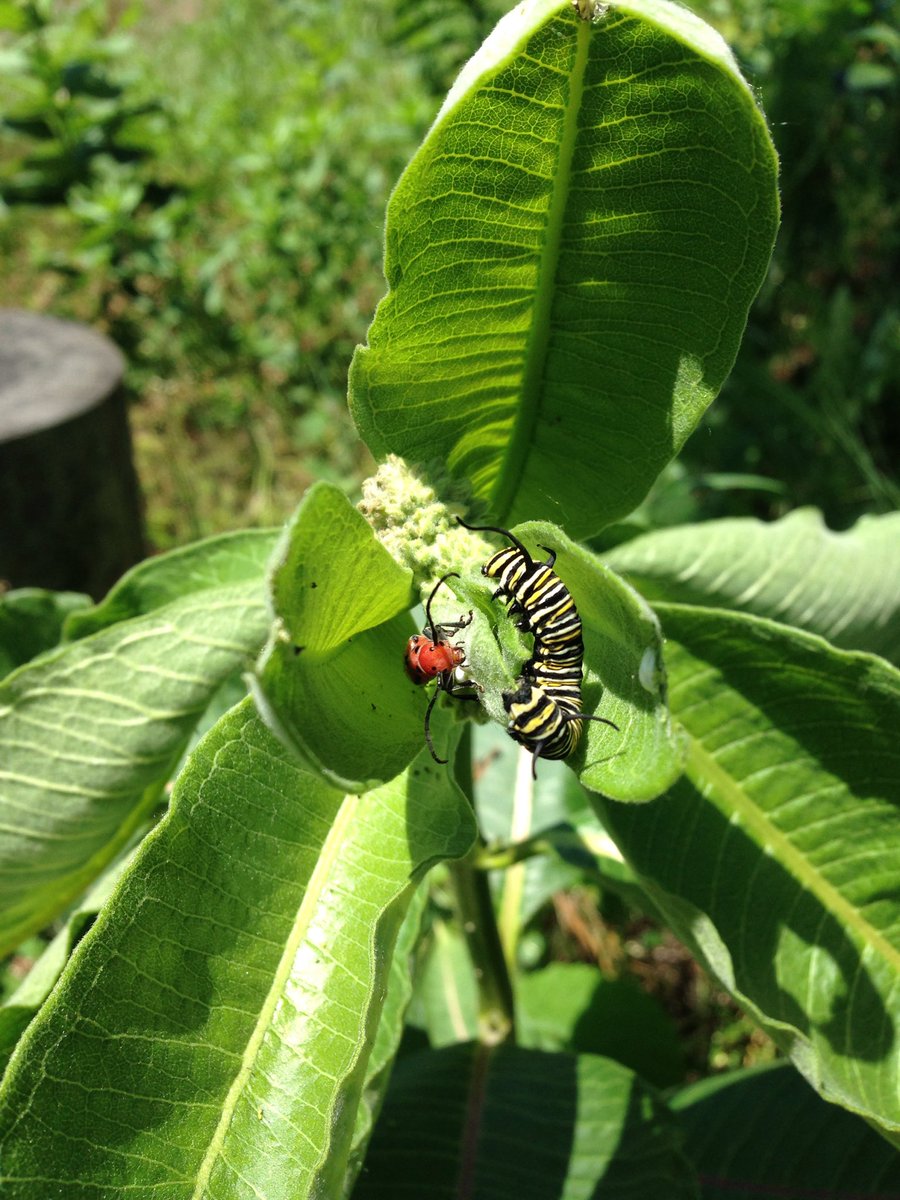 Abigail Derby Lewis tweet media