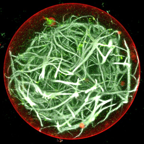 KavliFoundation's tweet image. Building a #SyntheticCell from the ground up? Now you can equip it with #photosynthesis to make ATP! @Harvard @HSEAS ow.ly/LlOt30ku3n3