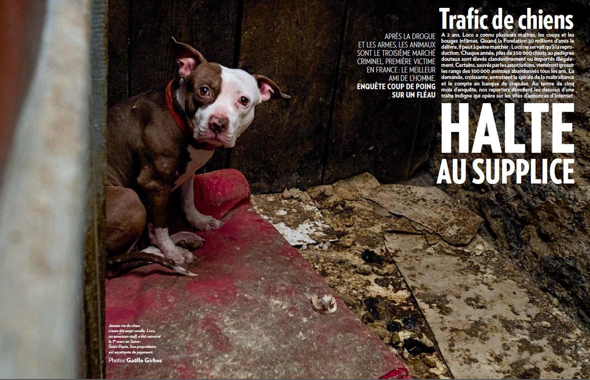 AnC_Beaudoin's tweet photo. NOTRE ENQUÊTE SUR LE TRAFIC DE CHIENS EN FRANCE DEMAIN DANS @ParisMatch IMMENSE MERCI @FAAOfficiel @AcChauvancy @30millionsdamis @FBB_PORTEPAROLE @SPA_Officiel #nachetezpasadoptez #NONALABANDON https://t.co/oSC0LRiXTt