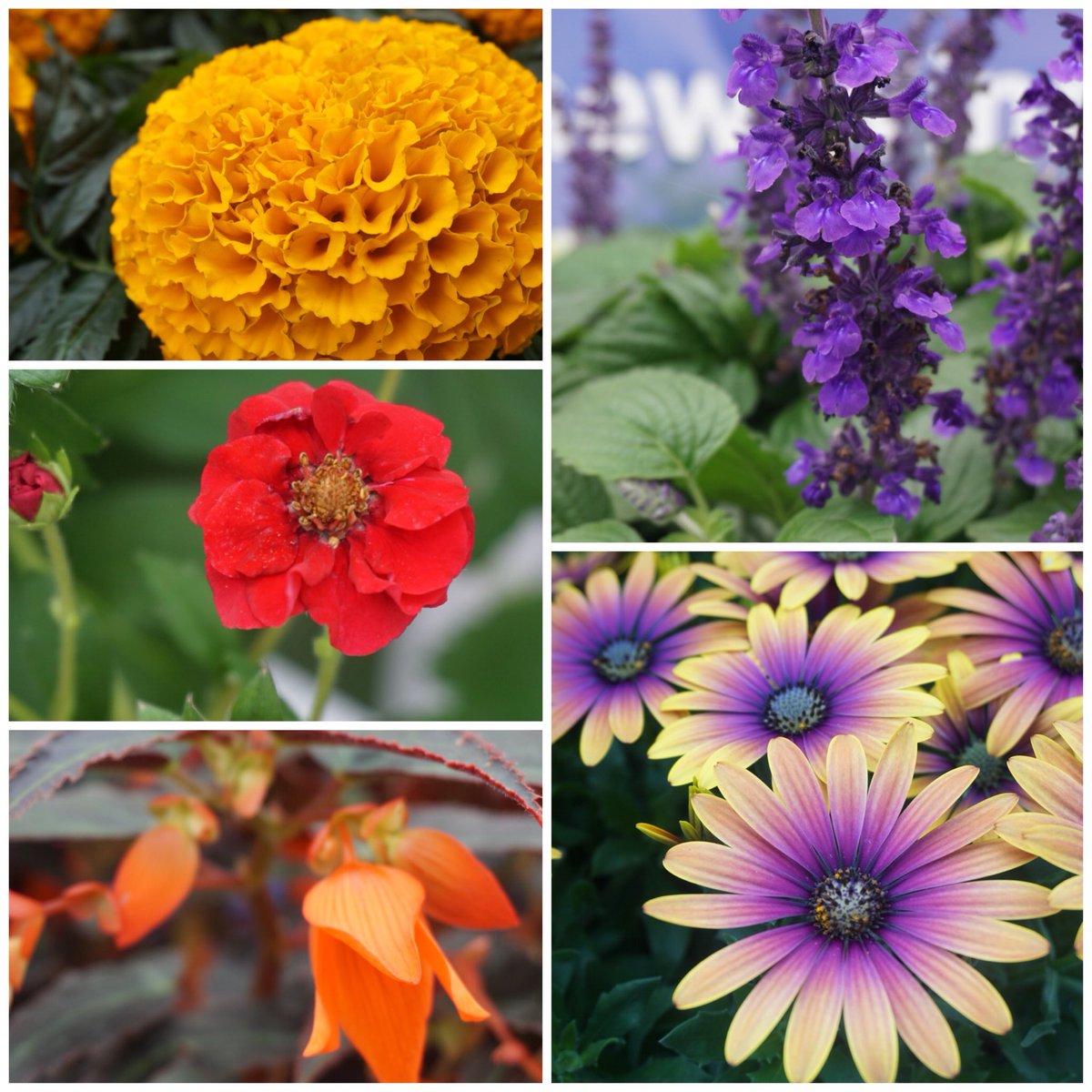 mr_plantgeek's tweet photo. The “Fleuro Star” final is tomorrow, with a panel of experts looking for WOW factor. 

Which would YOU choose?

1. Marigold Little Duck Orange
2. Salvia Mysty
3. Osteospermum Purple Sun
4. Begonia Night Fever Papaya
5. Strawberry Summer Breeze Rose

(clockwise from Marigold) https://t.co/mNcNS1ori1
