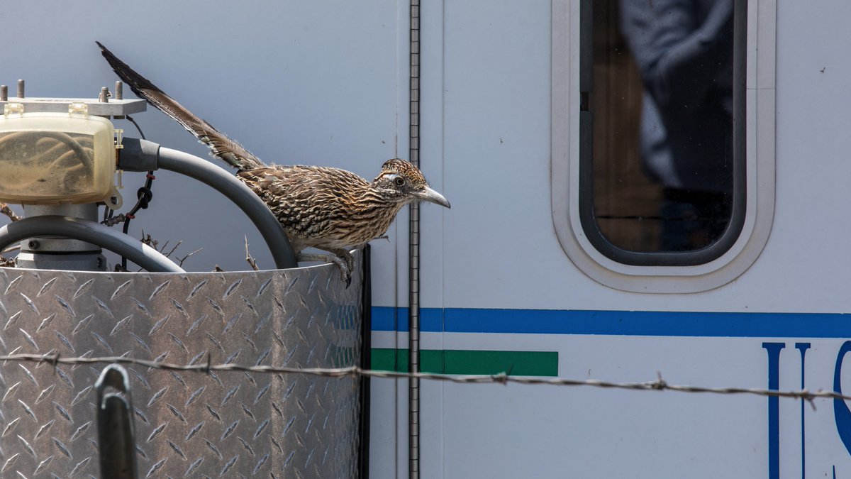WIPPNEWS's tweet photo. The roadrunner we featured a few weeks ago is now a proud mama of a baby chick. Just like other children the baby demands constant attention and food. Chicks hatch about 20 days after being laid and both parents care for them #WIPPProud #WIPP #DOE_EM #one_EM #wildlifewednesday https://t.co/D1HYWDa1an