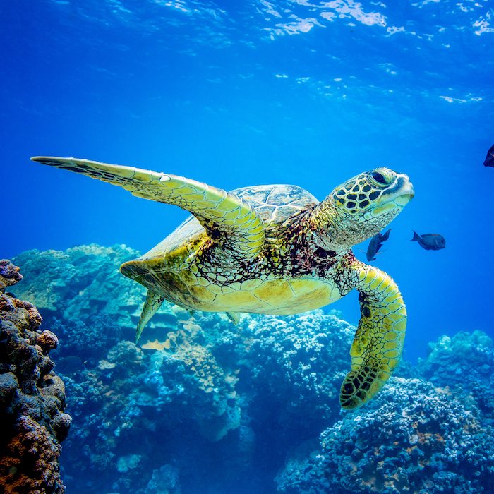 Flowerdisguise's tweet photo. Proud of the people cleaning our oceans! So I support them by buying their bracelet! Keep up the good work! ❤️ @4OceanBracelets #cleanoceans #cleancoastlines #monthlycause #savetheseaturtles https://t.co/Y2QIKBMLp0