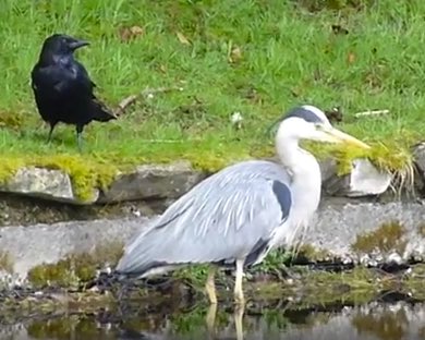 Kaeli Swift, Ph.D. tweet media