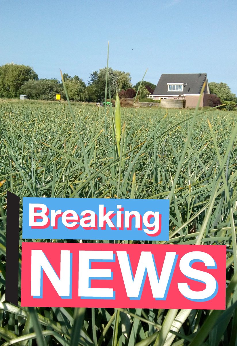 De eerste voorloper in onze irissen heeft zich inmiddels aangemeld. Over 2 weken verwachten we de eerste Blue Magic en White Magic irissen te kunnen oogsten.