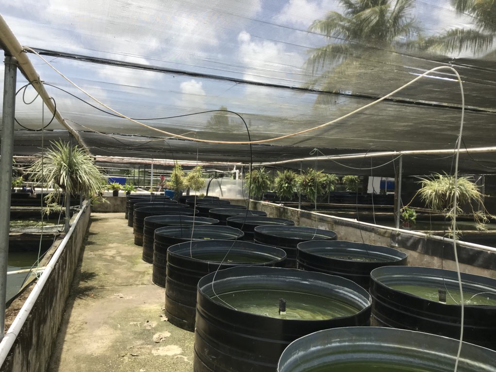 RoshedoWilliams's tweet photo. Do what you love, love what you do ❤️ #tropicalornamentalfishfarm https://t.co/x38klEQhQ1