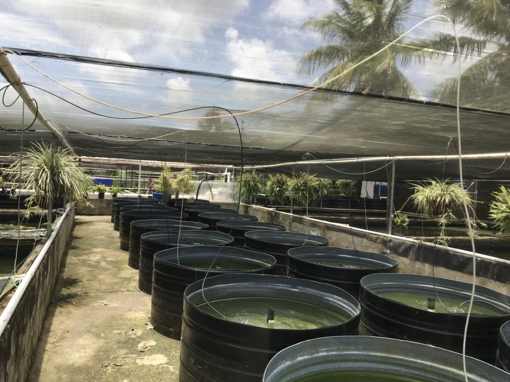 RoshedoWilliams's tweet photo. Do what you love, love what you do ❤️ #tropicalornamentalfishfarm https://t.co/x38klEQhQ1