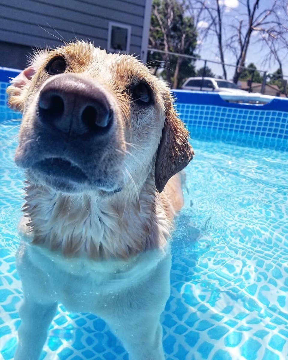 jurassicbark22's tweet photo. Summer days ☀🌊
#yellowlab #labradorretriever #labradorpuppy #labpuppy #labsoftwitter #dogsoftwitter #DOGS https://t.co/B6Zira7qit