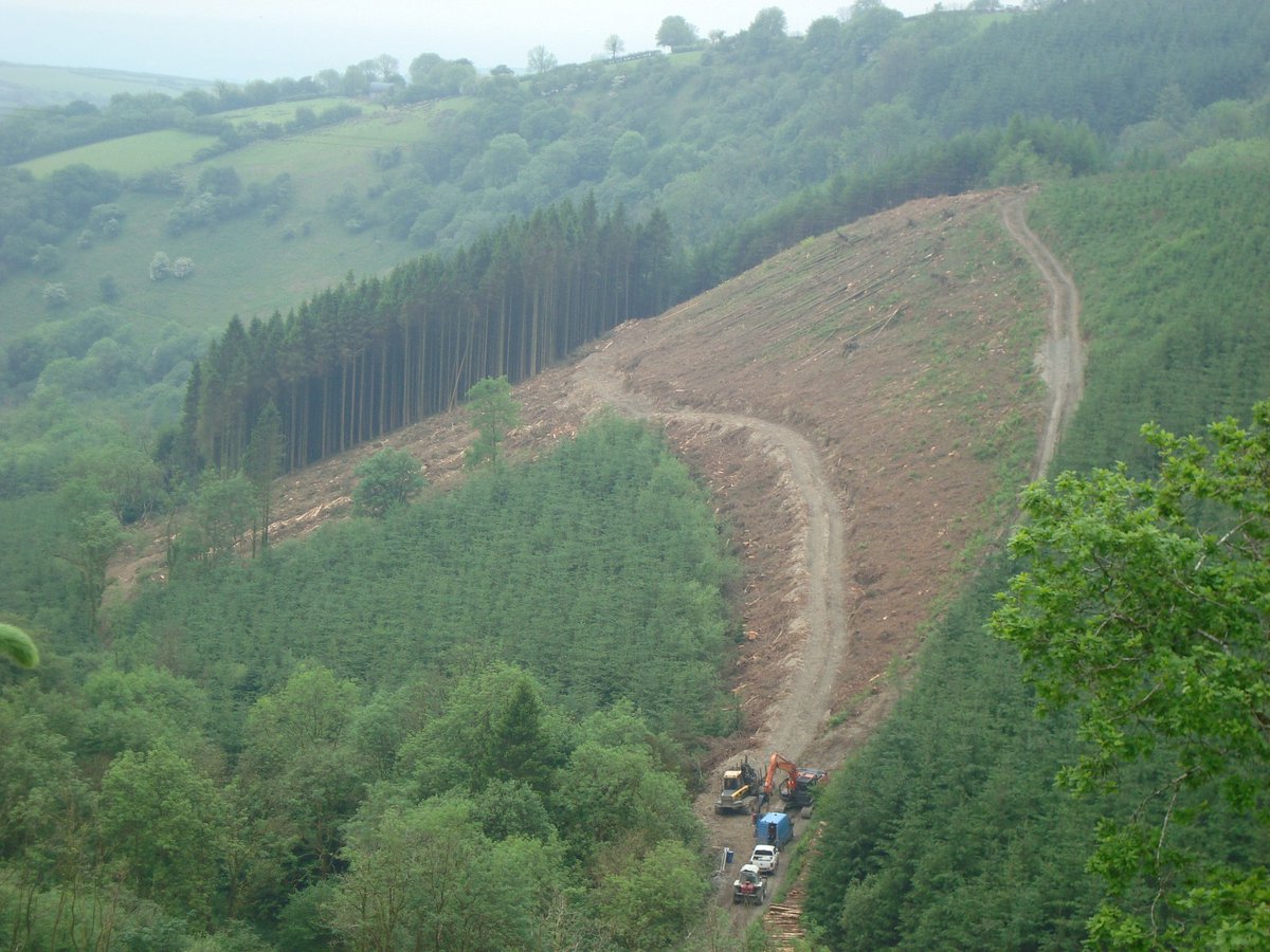 HWForestryLtd's tweet image. A steep Conifer clearfell site near Brechfa, producing nice saw log and fencing materials for Welsh Sawmills. One of a range of felling projects we can arrange on your behalf, especially as timber prices are very high at present. #timber #welshtimber #steep