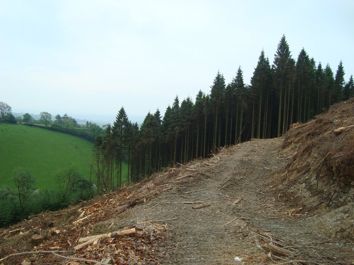 HWForestryLtd's tweet image. A steep Conifer clearfell site near Brechfa, producing nice saw log and fencing materials for Welsh Sawmills. One of a range of felling projects we can arrange on your behalf, especially as timber prices are very high at present. #timber #welshtimber #steep