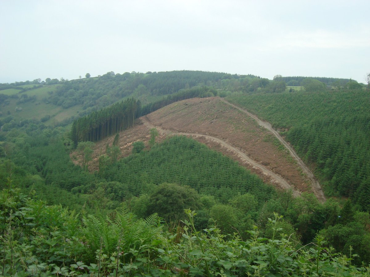 HWForestryLtd's tweet image. A steep Conifer clearfell site near Brechfa, producing nice saw log and fencing materials for Welsh Sawmills. One of a range of felling projects we can arrange on your behalf, especially as timber prices are very high at present. #timber #welshtimber #steep