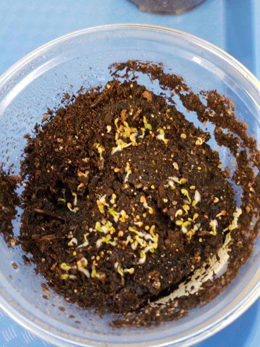 CASjackets's tweet photo. 6th grade has clover seeds sprouting Day 2 #plantlab #CPOscience @CenterAltSchool @CenterSD @Mawhirter58 https://t.co/XsA8nojLiy