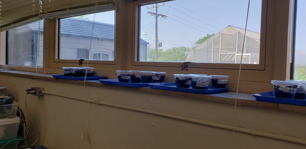 CASjackets's tweet photo. 6th grade has clover seeds sprouting Day 2 #plantlab #CPOscience @CenterAltSchool @CenterSD @Mawhirter58 https://t.co/XsA8nojLiy