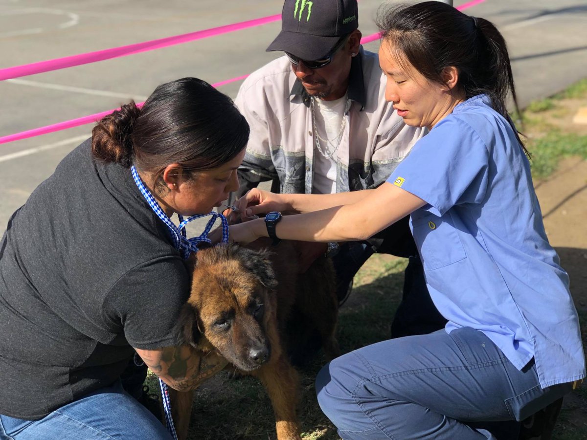 DtownDogRescue's tweet photo. On Sun, we were @ Fred Roberts Recreation Center @LACityParks w/  #Spay4LA the @SCVMA volunteer vets &amp; vet techs, Housing Equality &amp; Advocacy Resource Team- &amp; Willie's Grooming Inc. 
143 dogs received vaccinations, microchips, de worming &amp; flea-tick products  Read more on our FB https://t.co/WAOO7lrqQ8