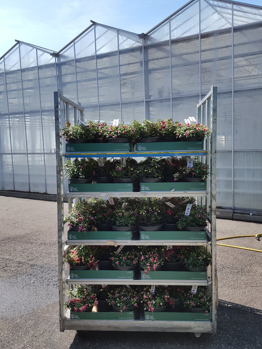 Morgen de laatse #BellaFuchsiaMix voor de klok <a href="/FloraMondo/">FloraMondo</a>  <a href="/Klok_Naaldwijk/">FH Klok Naaldwijk</a>