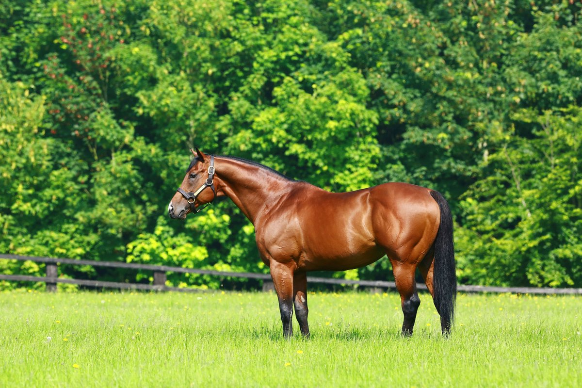 AgaKhanStuds's tweet photo. European sire sensation #Siyouni available on Southern Hemisphere time: the French Champion sire will cover a select book at Haras de Bonneval. More information here: https://t.co/xsSAUEcTOb #leadingsire #naturalspeed #naturallysuccessful https://t.co/rKWP2iGY7H