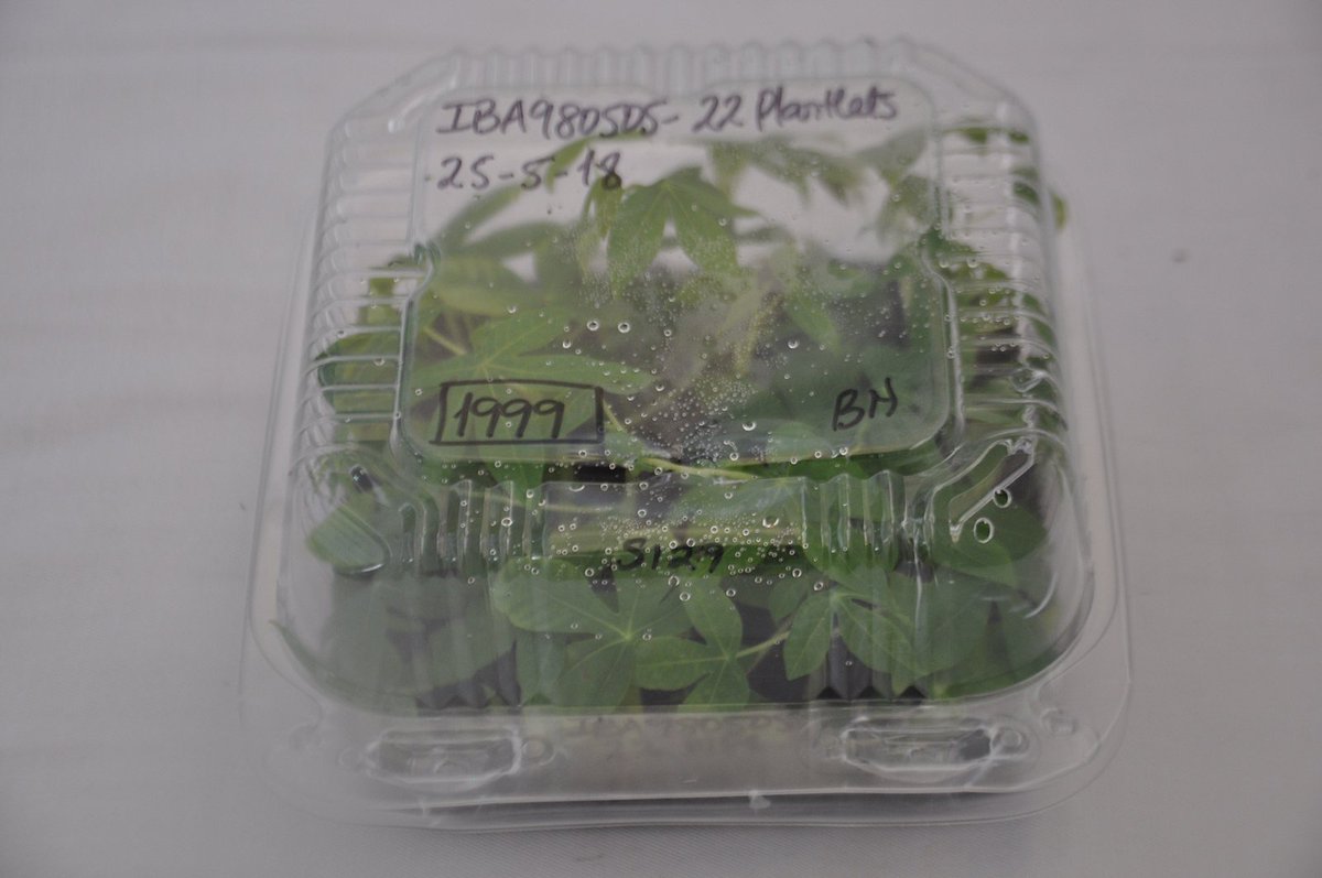 kslopez77's tweet photo. The Semi-Autotrophic Hydroponics (SAH) technology of #BASICSproject sounds complex but it has the potential to transform the cassava industry in Africa thru mass multiplication of clean plants. @GCP21cassava #GCP21Benin2018 @iita_cgiar @rtb_cgiar @cgiar @l_lava @gatesfoundation https://t.co/g6L3SVdC47