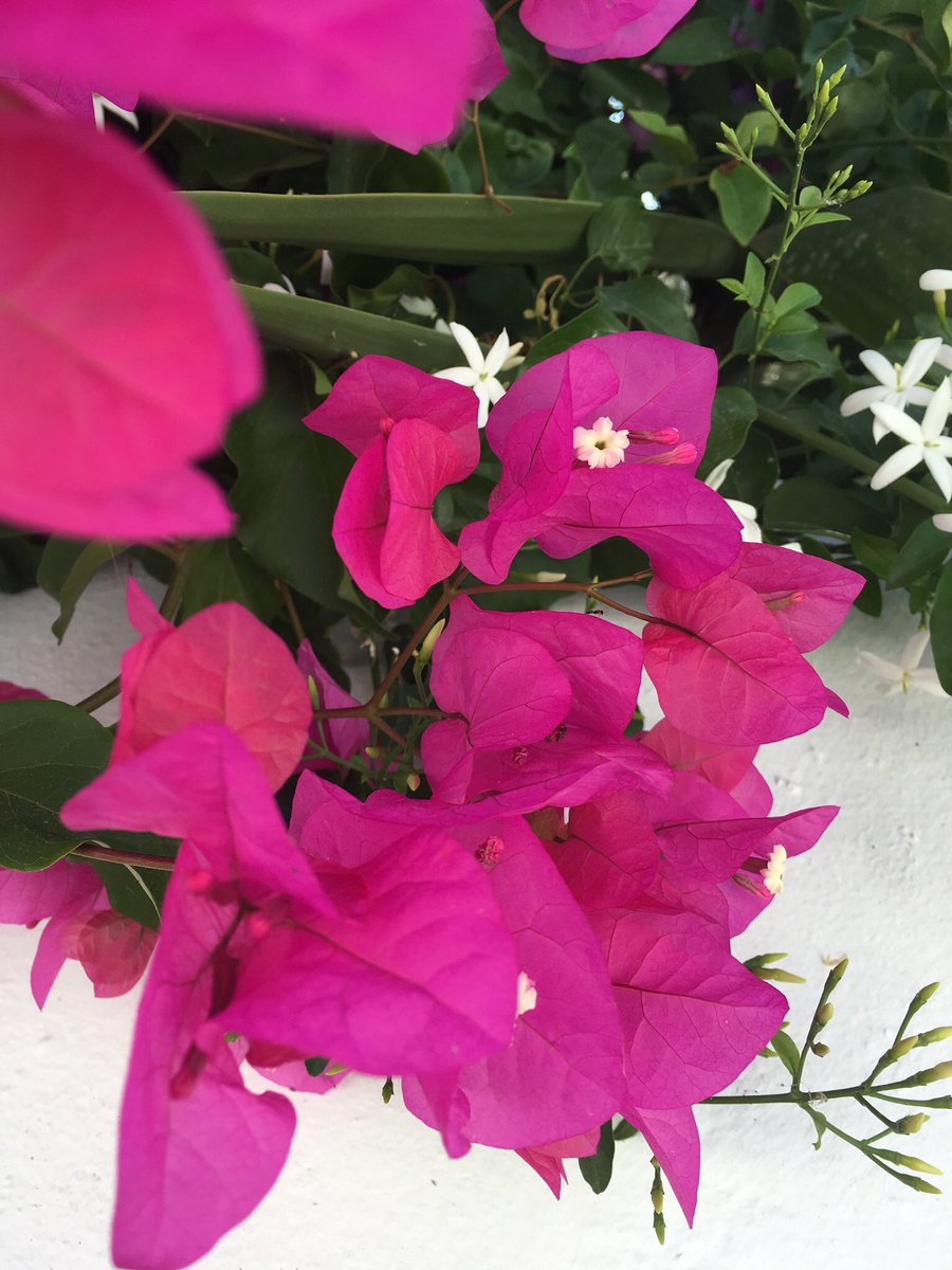 LimitlessVA's tweet photo. #Pink #Bougainvillea and scents of #jasmine = #greek #islands https://t.co/ZJZUu62CPM