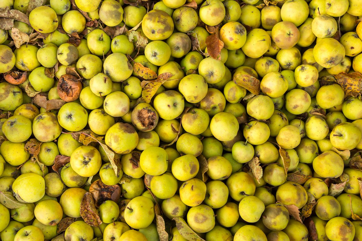#DYK it takes 70 litres of water to produce one apple? 🍏💧

When you waste food you also waste the resources that went into producing it! #foodwaste #ZeroHunger