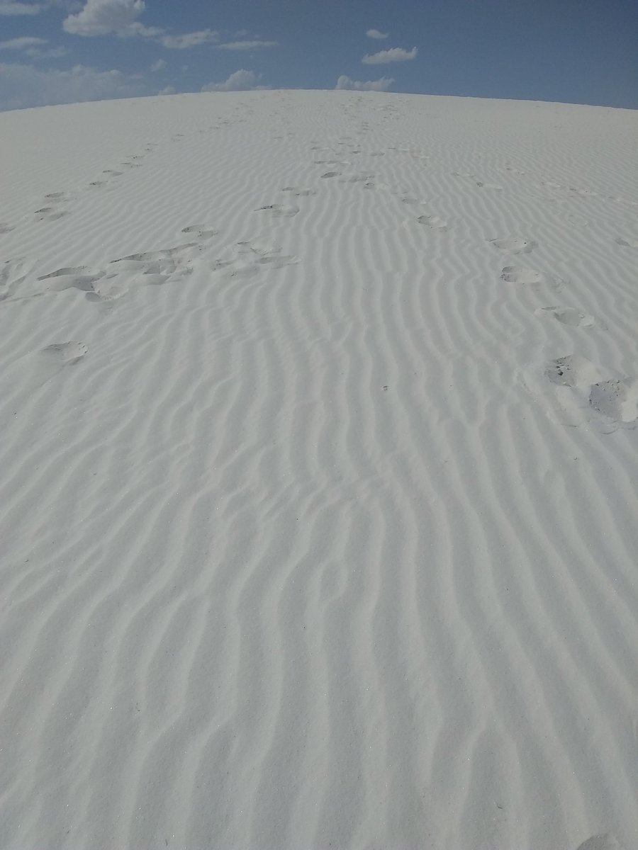 MrsKnapp_SE's tweet photo. Pelicans, White Sands National Monument looks like just plain sand... But there is a lot of life! The plants, animals, and native people adapted to find water. How do you think people could find water here? @collierschools @PoincianaCCPS #PESadventure https://t.co/fGb1P5wDhM