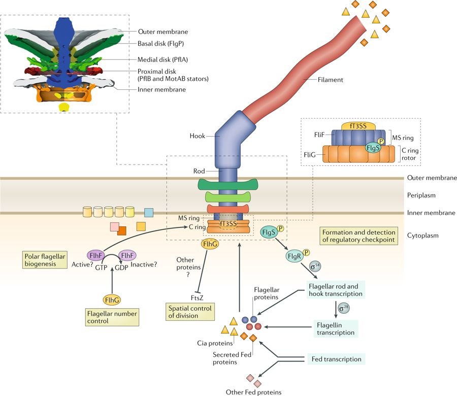 polymer electrolyte nanocomposites 2004