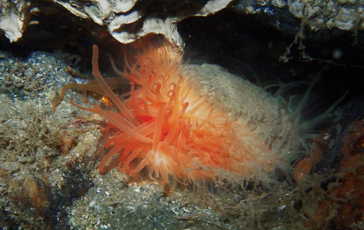 TheOpenSeas's tweet photo. Final chance to tell the government your view on whether they should protect Loch Carron #flameshell and #maerl beds >> https://t.co/Bg6NJ1MEGR
We've let them know that this is a sticking plaster, used to cover a still gaping wound left by poor management of inshore fisheries https://t.co/N8fqShCUjm