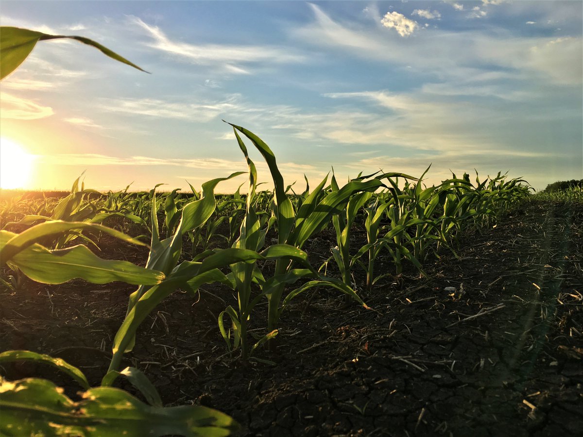 QuarrySeed's tweet photo. This is one nice crop of #QS1881GT coming! @BenHoltmann will have some happy cows this winter! #quarryseedcorn #kneehighbyjuly https://t.co/hWuhPmzMqC