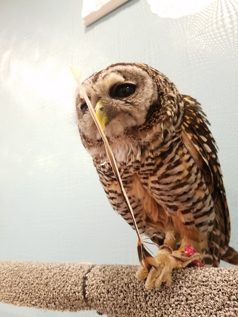 フクロウの羽根 Twitter પર હ શટ ગ フクロウの羽根 Twitter પર હ શટ ગ