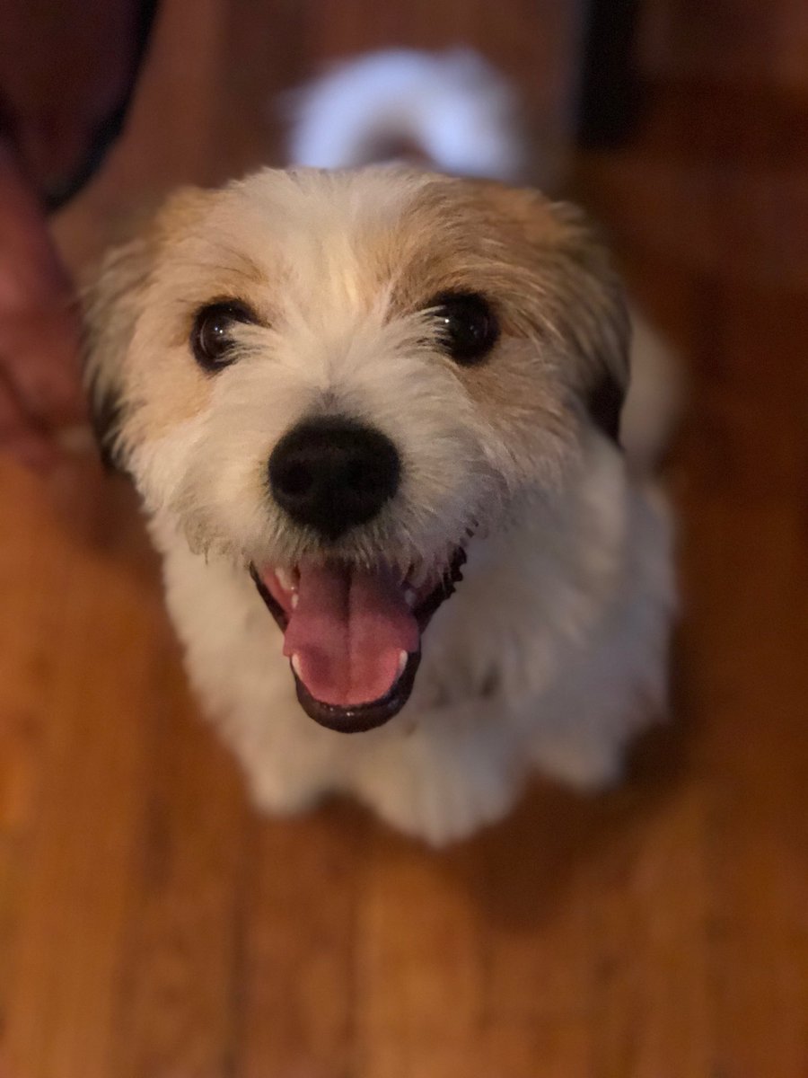 karatebobbyy's tweet photo. I miss my pup💔💔 https://t.co/Qr6ubjQehc