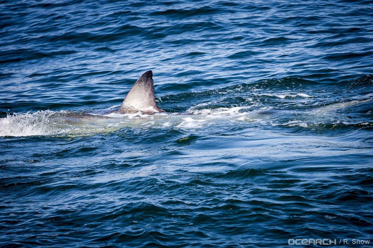 OCEARCH's tweet photo. Big moves north for @HiltonTheShark. The mature white shark is approaching Wilmington, North Carolina. This is exactly when he began a big push north last year too. https://t.co/kwgm9wn3VW