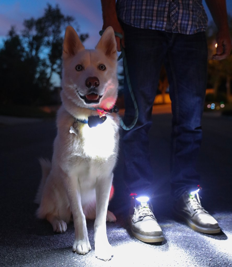 NightTechGear's tweet photo. One of our favorite uses for #NightTrek Shoe Lights? Dog walking! What's your favorite? #ImANightRunner https://t.co/nw9pEJRFuS