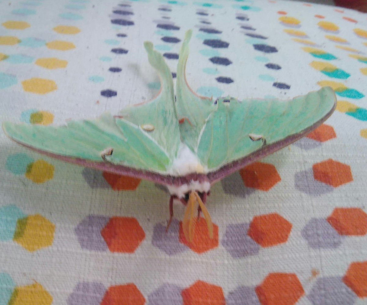TrulyNolenCAN's tweet image. What is it Wednesday? #itflys #itspretty #doesitbite #pestcontrol #trulynolencanada