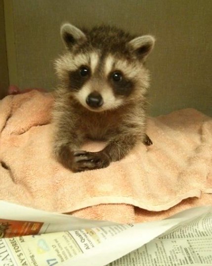 trashiest_panda's tweet photo. Good morning! #trashpandas https://t.co/ayHuN03h7U