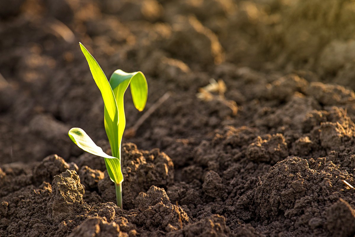 BigAg_com's tweet photo. The University of Kentucky discovers a link between plant development and defense: https://t.co/7mVcs3CmtX https://t.co/Hmn7i4Lu7M