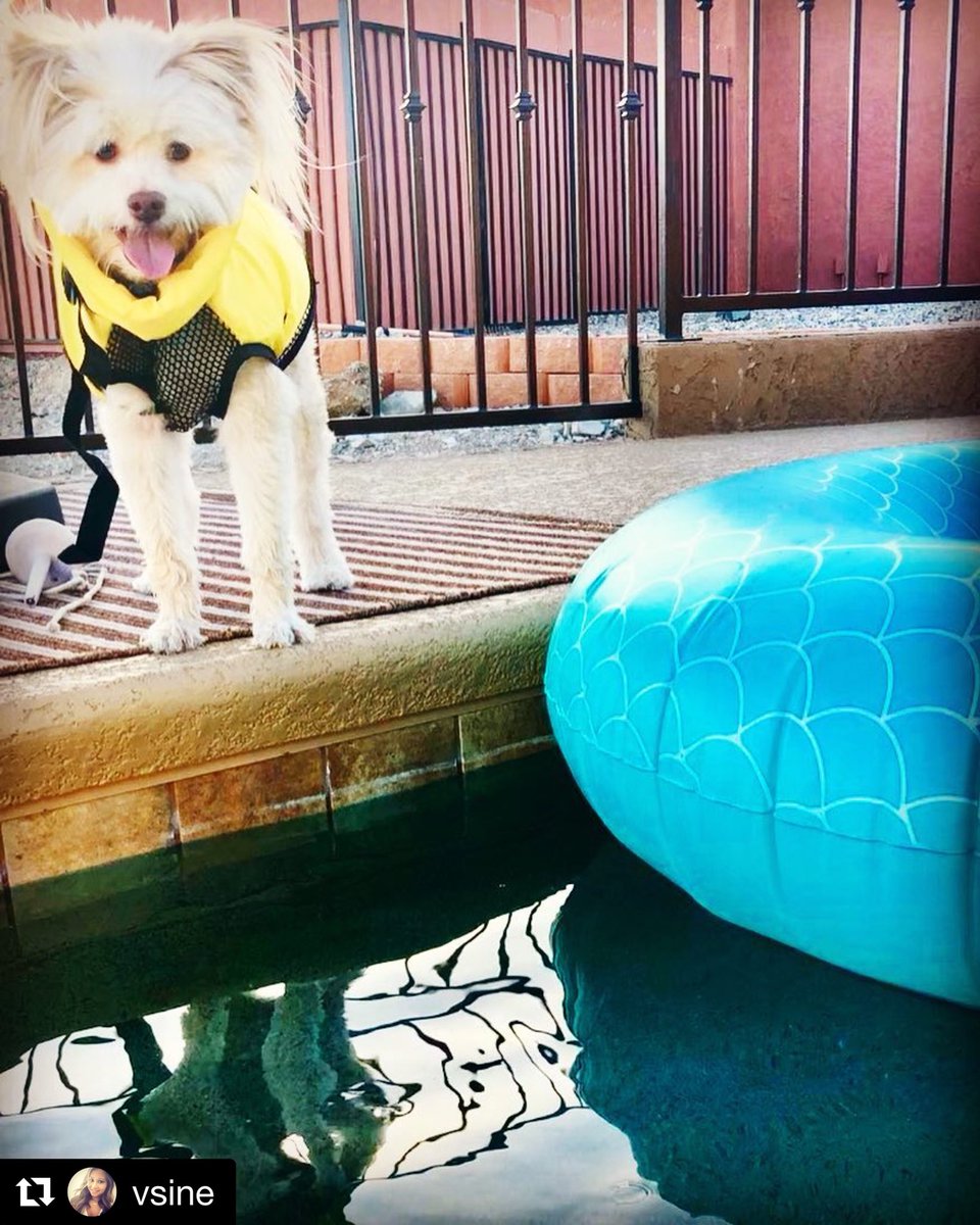 MyDogNoseIt's tweet photo. Happy Wet Dog Wednesday! We love a sun and water safe pup! ๐ถโค๏ธโ๏ธ๐พ๐ถโค๏ธโ๏ธ๐พ #safetyfirst #mydognoseit #dogsunscreen #dogsoftwitter #sunscreenfordogs #mutt #adoptdontshop #dogmom #waterdog #lakehavasu #spf https://t.co/OtW3hYtq4P