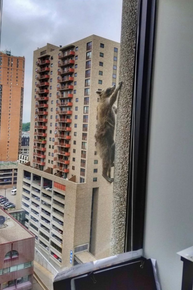SP8DE_Official's tweet photo. #Crypto industry spirit animal - #MPRaccoon
Climbing up! https://t.co/dlMpfatSGL