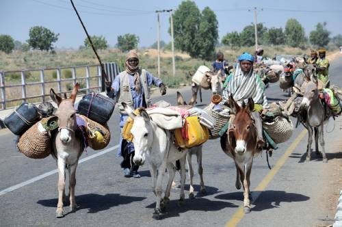 SaharaReporters's tweet photo. Towards Peaceful Sallah, Police In Borno Restrict Movement Of Donkeys, Bicycles — Everything! @PoliceNG READ MORE: https://t.co/oZqrLBeC74 https://t.co/QuHPw4Q3US