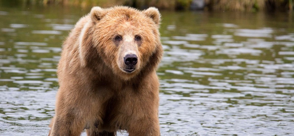 Rencontre avec l ours des pyrenees Rencontre avec l ours des pyrenees