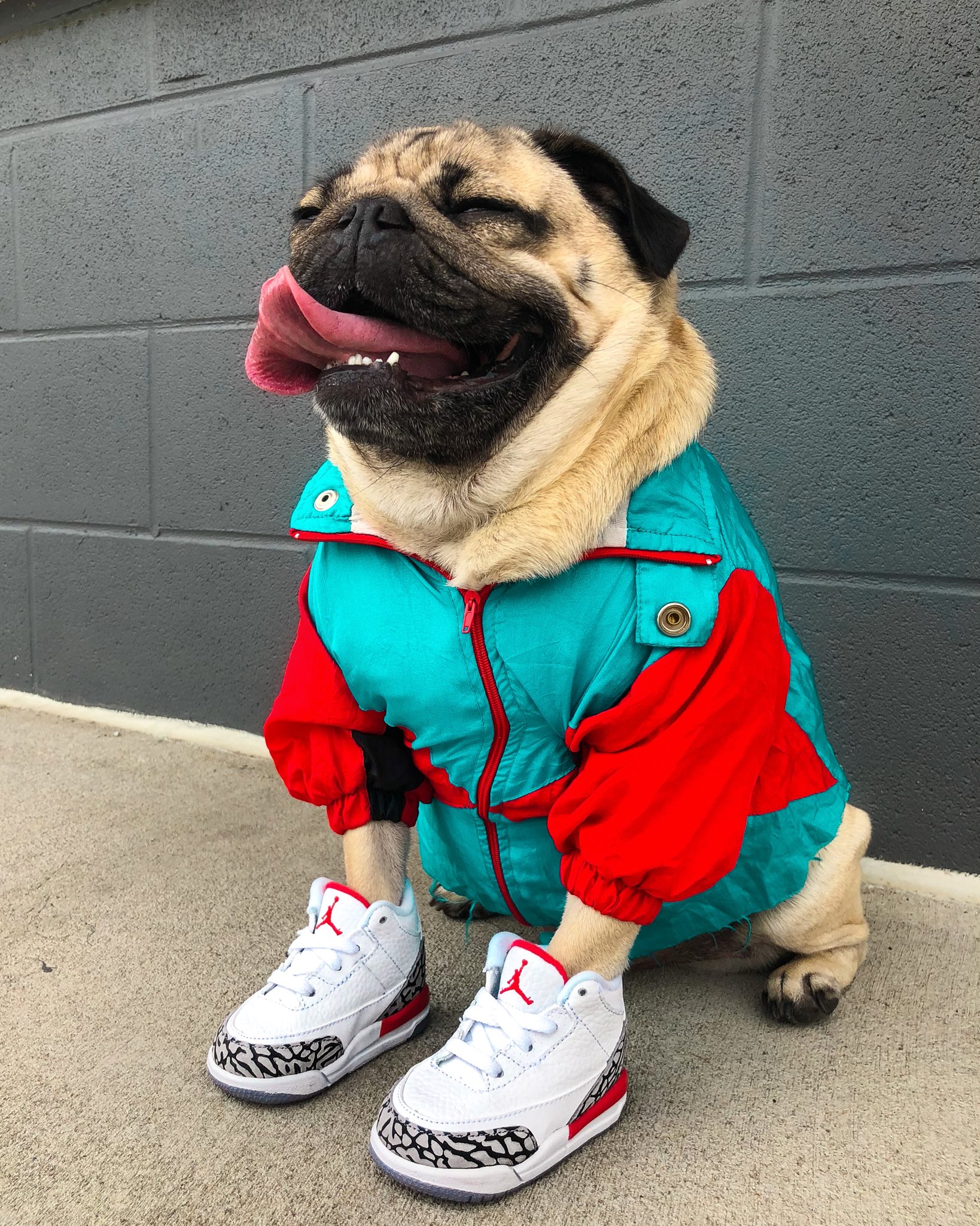 Shoes top for pugs